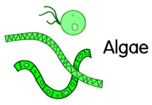 Algae structure diagram