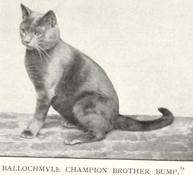 ENG.CH.BALLOCHMYLE BROTHER BUMP, early blue Shorthair with correct type for American Shorthair/Maltese