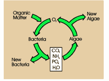 Simple Nitrogen Cyle Schematic