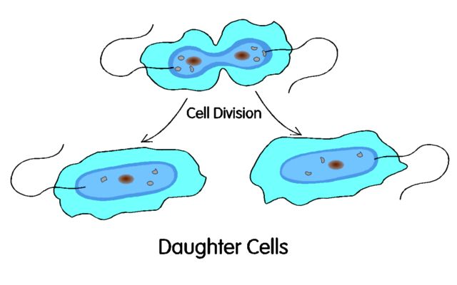 Diagram showing how a cell divides
