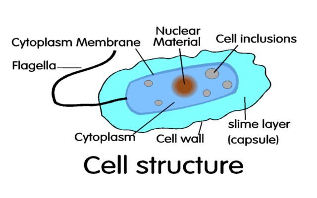 bacterial cell structure shown in diagram