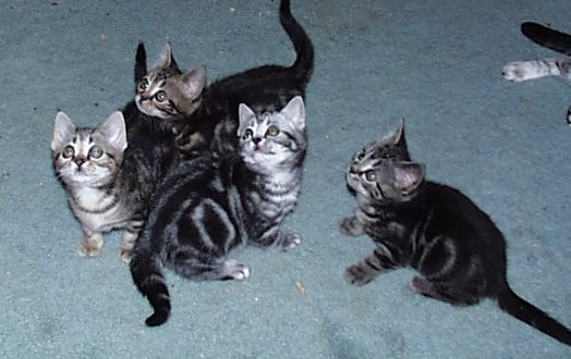 4 kittens from Dahlia's last litter by Stinky - litter 3 - 2002