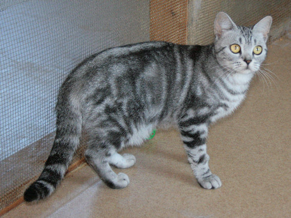 Crown E Dancing Doll Silver Tabby Female American Shorthair