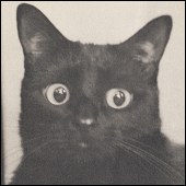 GC,NW,COTY EBONY QUEEN OF NOR-MONT, BLACK black female genuine American Shorthair cat