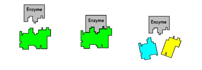 Enzymes cause molecules to break apart