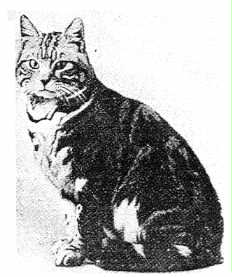 Ch. Jimmy - sold for 2,000 pounds at the turn of 1900, progenitor of the American Shorthair breed