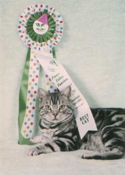 picture of Gr.Ch.Apache Chief Loco at Timonium Maryland cat show, winning the first of his numerous Best in Show awards