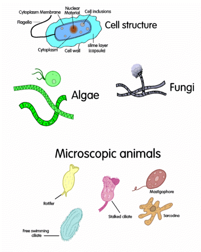 Drawings of various organisms