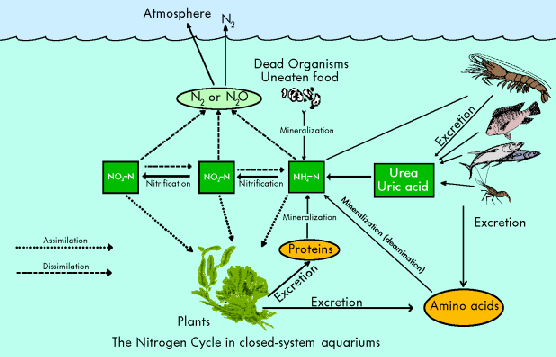 Graphic Diagram of the Nitrogen Cycle 
