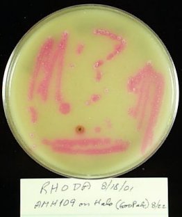 AMH 109 grown on Rhodamine B Lipase agar for one week in a BBL GasPak 100 jar with GasPak Plus envelope