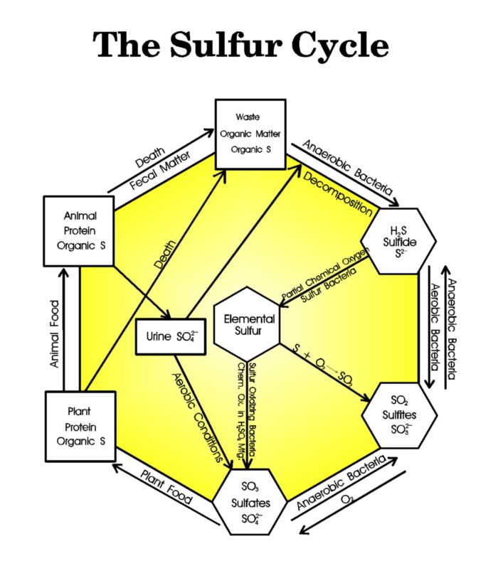 Sulfur Cycle Diagram - Page 6 of Hydrogen Sulfide treatise