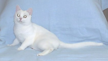 Crown E White Heat, gold-eyed white young American Shorthair