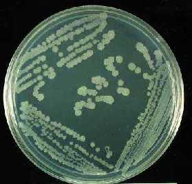 Bacillus mojavensis AMH 100, one of Alken-Murray's newest star microbial strains on TSA agar